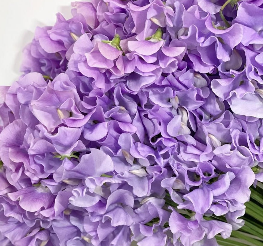 Lathyrus odoratus ( sweet pea ) Japan Series Bruna 20 Seeds