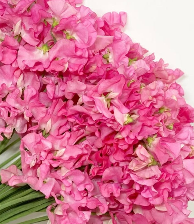Lathyrus odoratus ( sweet pea ) Japan Series Palmira 20 Seeds