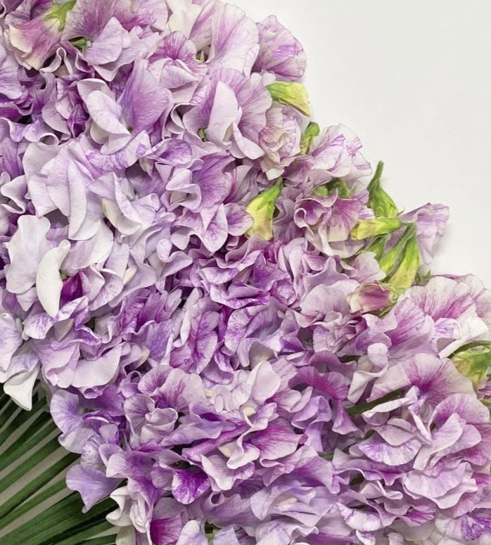 Lathyrus odoratus ( sweet pea ) Japan Series Cecilia 20 Seeds