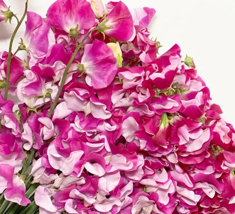 Lathyrus odoratus ( sweet pea ) Japan Series Elettra 20 Seeds