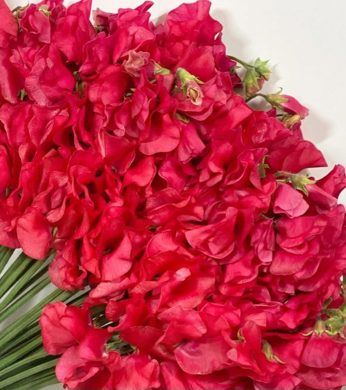 Lathyrus odoratus ( sweet pea ) Japan Series Fiorella 20 Seeds