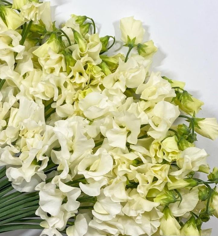Lathyrus odoratus ( sweet pea ) Japan Series Lucrezia 20 Seeds