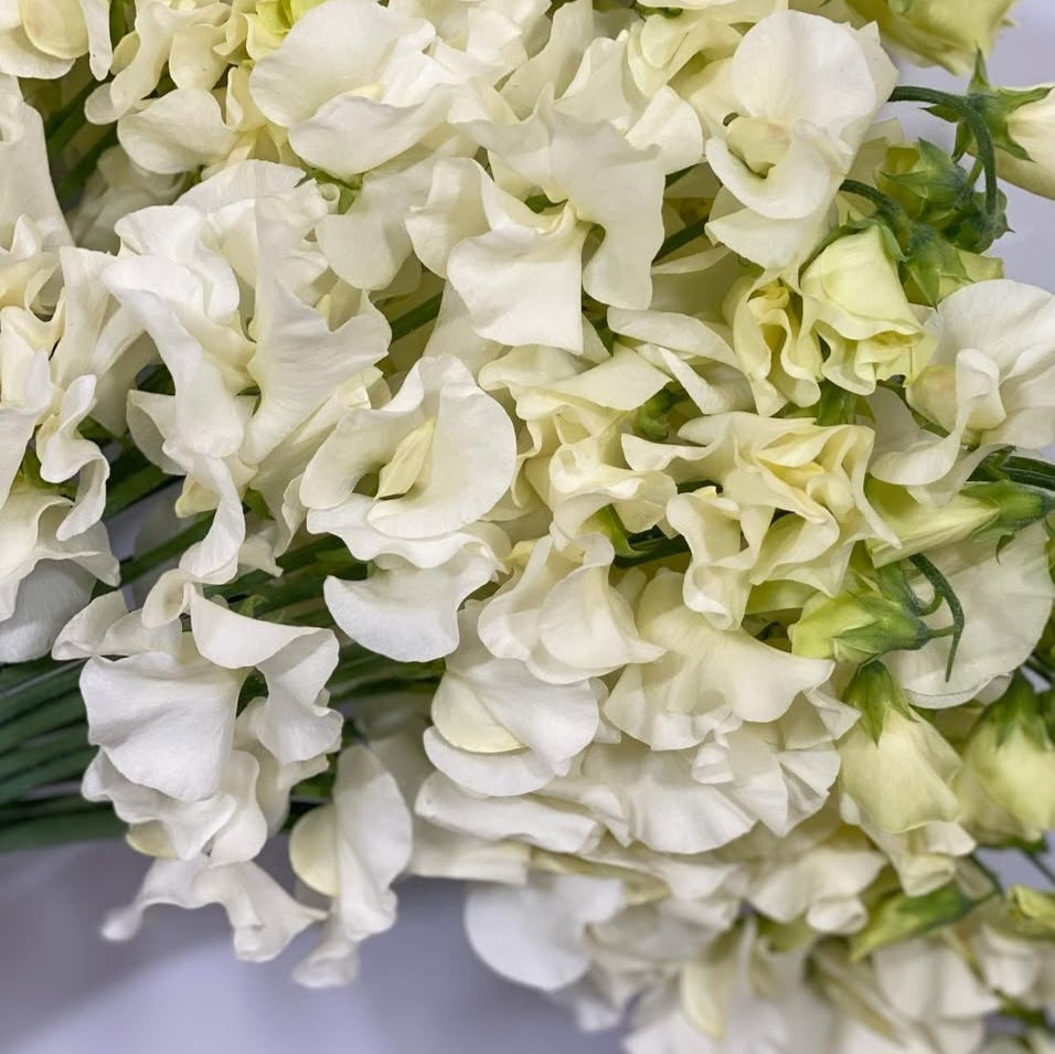 Lathyrus odoratus ( sweet pea ) Japan Series Lucrezia 20 Seeds