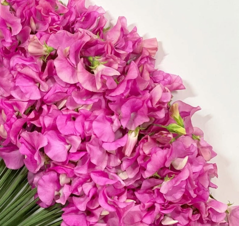Lathyrus odoratus ( sweet pea ) Japan Series Costanza 20 Seeds