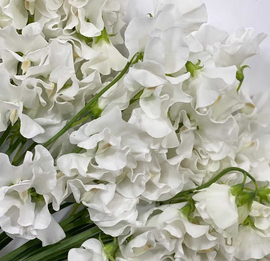 Lathyrus odoratus ( sweet pea ) Japan Series Amadea 20 Seeds