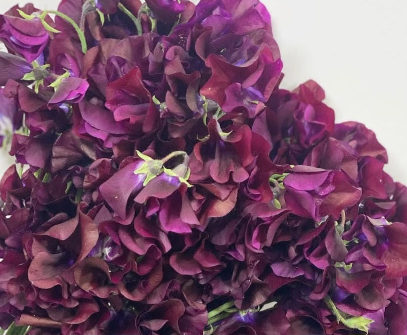 Lathyrus odoratus ( sweet pea ) Japan Series Fabrizia 20 Seeds