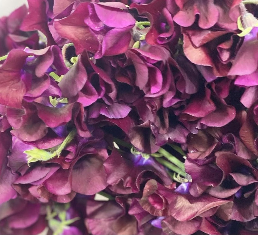 Lathyrus odoratus ( sweet pea ) Japan Series Fabrizia 20 Seeds