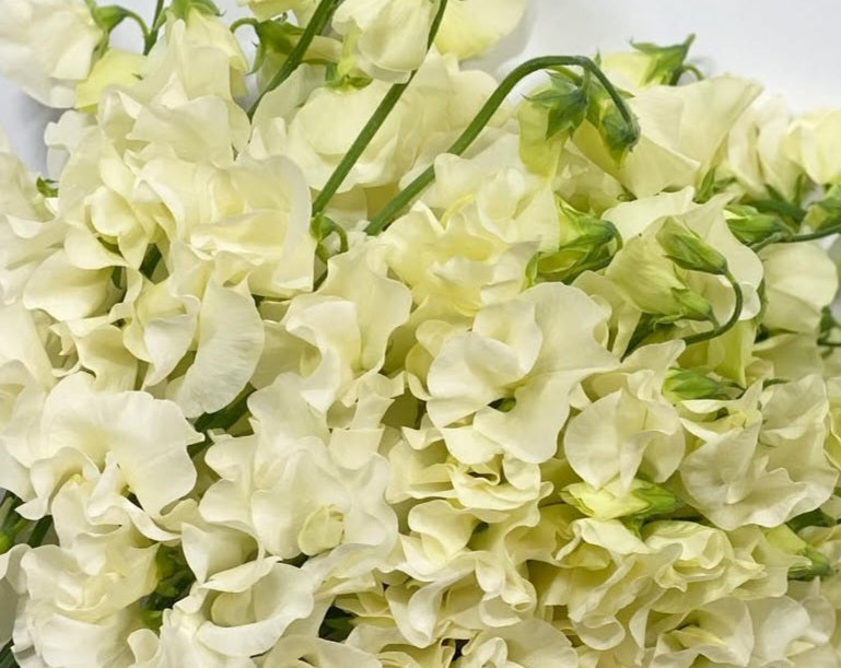 Lathyrus odoratus ( sweet pea ) Japan Series Erminia 20 Seeds