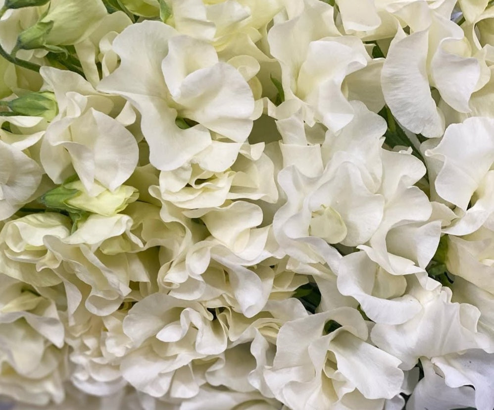 Lathyrus odoratus ( sweet pea ) Japan Series Erminia 20 Seeds