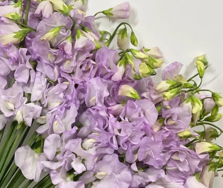 Lathyrus odoratus ( sweet pea ) Japan Series Vincenza 20 Seeds
