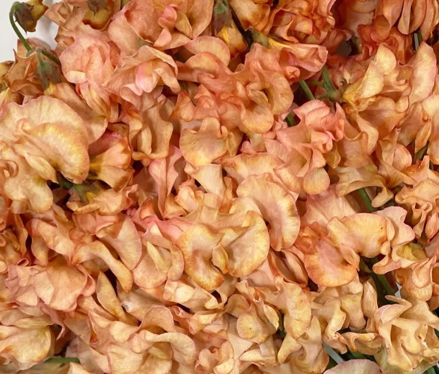 Lathyrus odoratus ( sweet pea ) Japan Series Gemma 20 Seeds