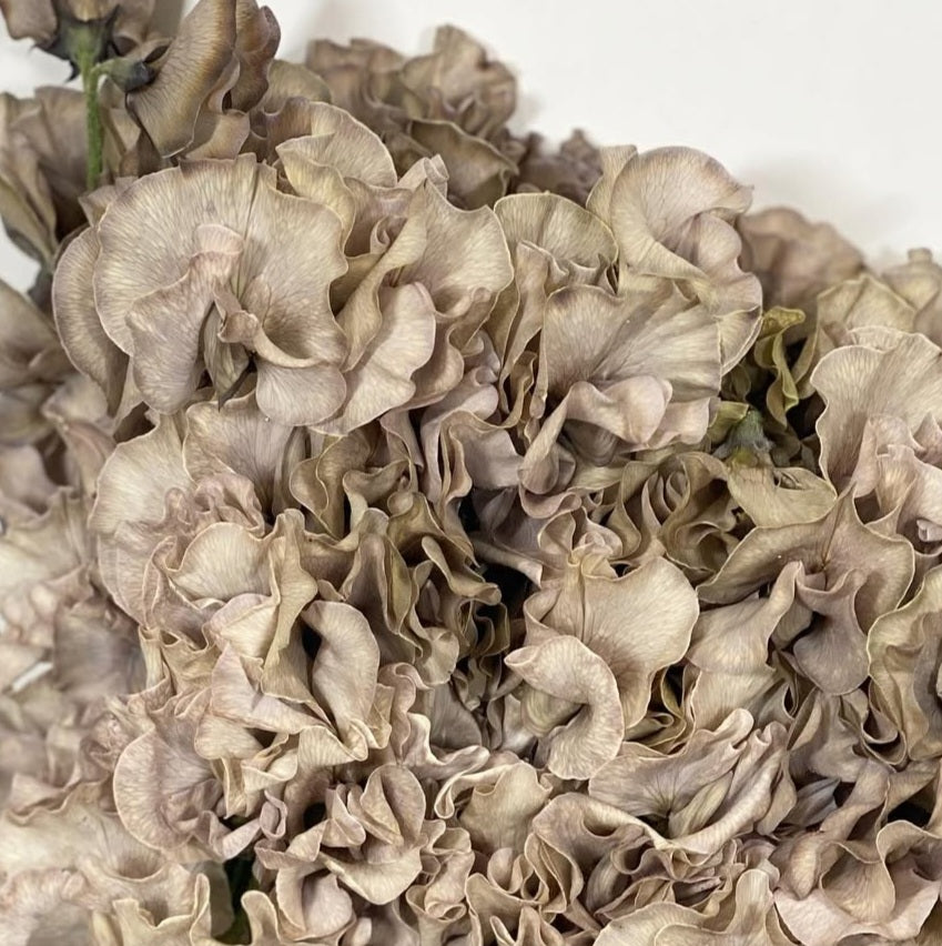 Lathyrus odoratus ( sweet pea ) Japan Series Michela 20 Seeds