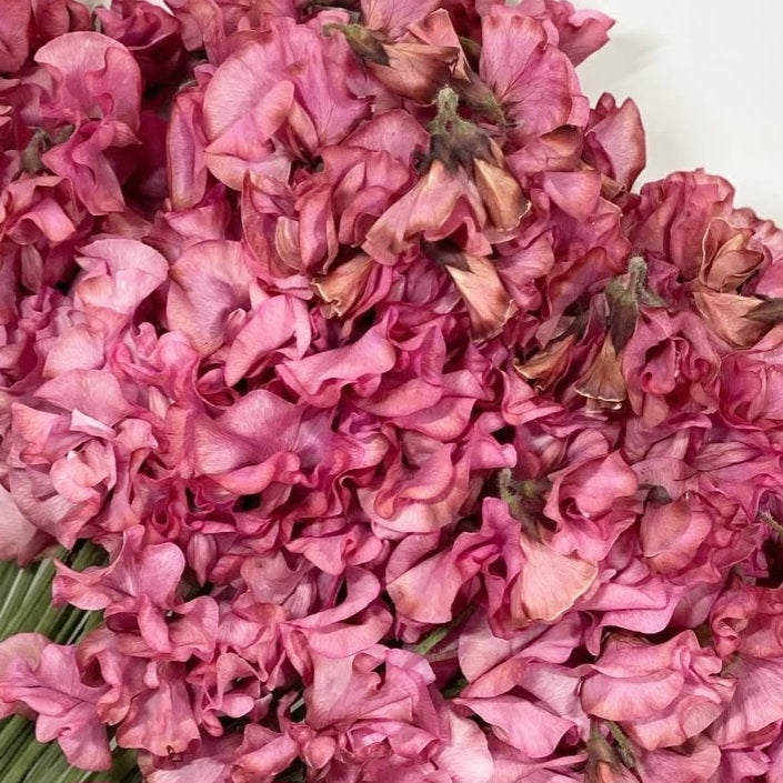 Lathyrus odoratus ( sweet pea ) Japan Series Fiorenza 20 Seeds