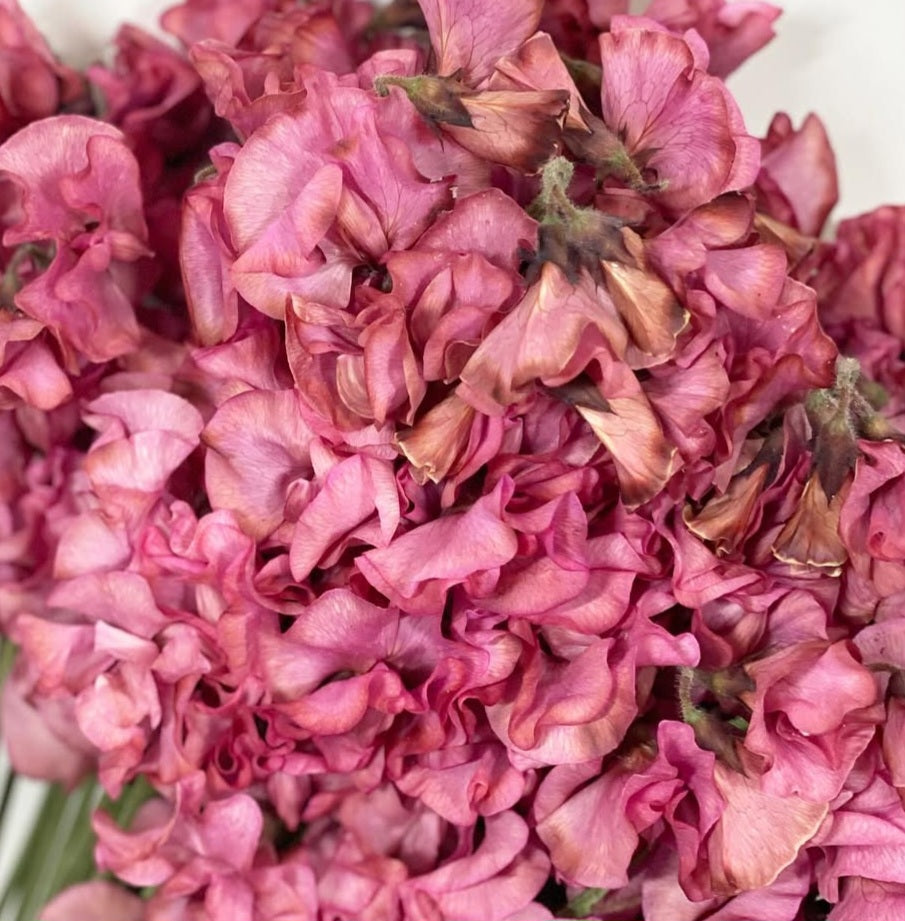 Lathyrus odoratus ( sweet pea ) Japan Series Fiorenza 20 Seeds