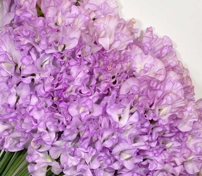 Lathyrus odoratus ( sweet pea ) Japan Series Maddalena 20 Seeds