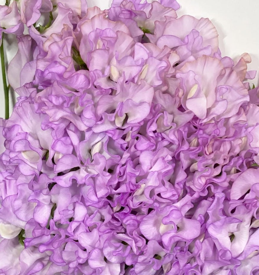 Lathyrus odoratus ( sweet pea ) Japan Series Maddalena 20 Seeds