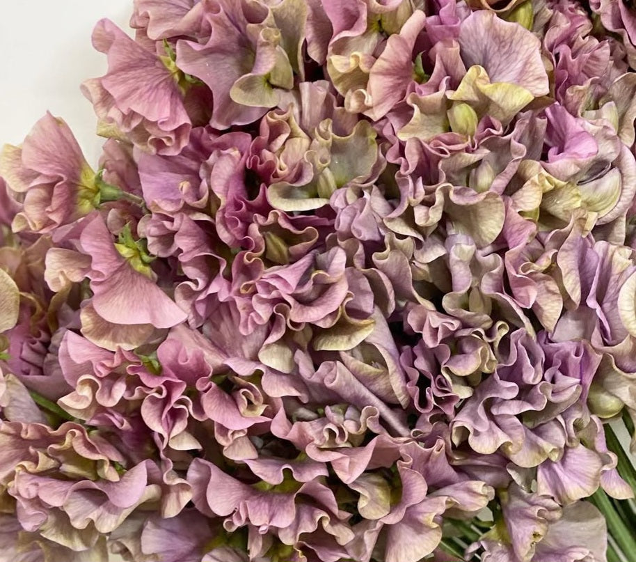 Lathyrus odoratus ( sweet pea ) Japan Series Donata 20 Seeds