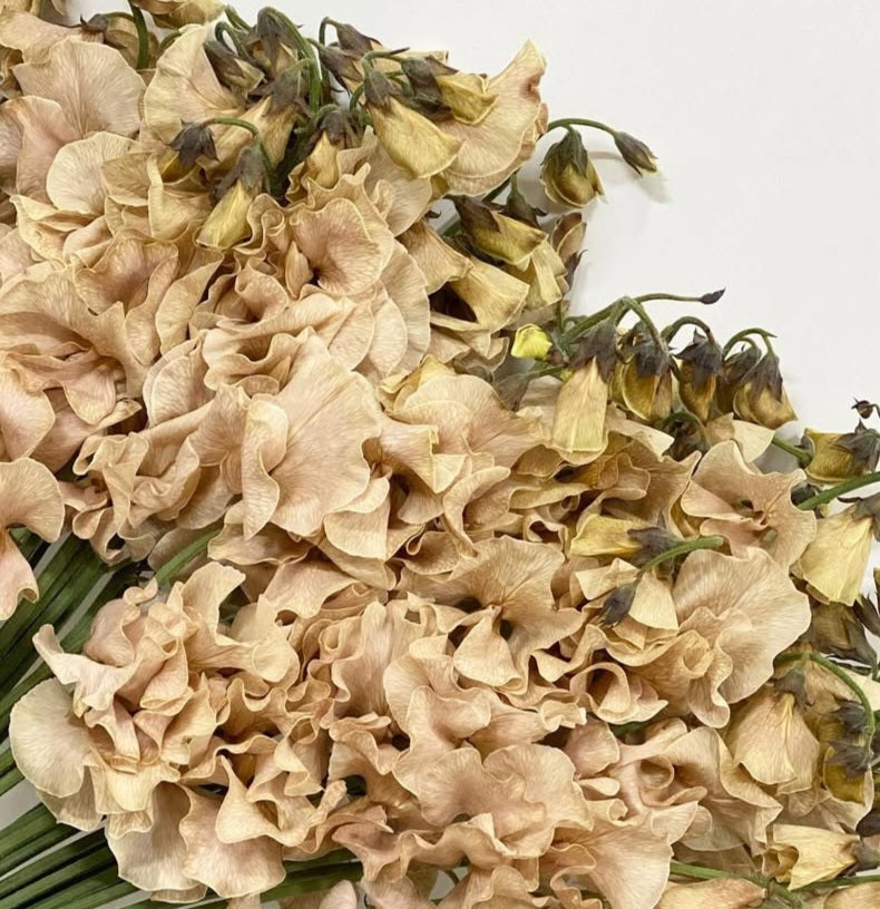 Lathyrus odoratus ( sweet pea ) Japan Series Domenica 20 Seeds