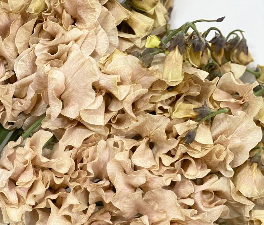 Lathyrus odoratus ( sweet pea ) Japan Series Domenica 20 Seeds