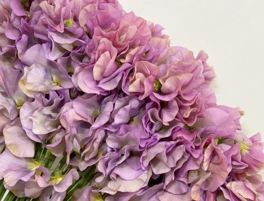 Lathyrus odoratus ( sweet pea ) Japan Series Marcella 20 Seeds