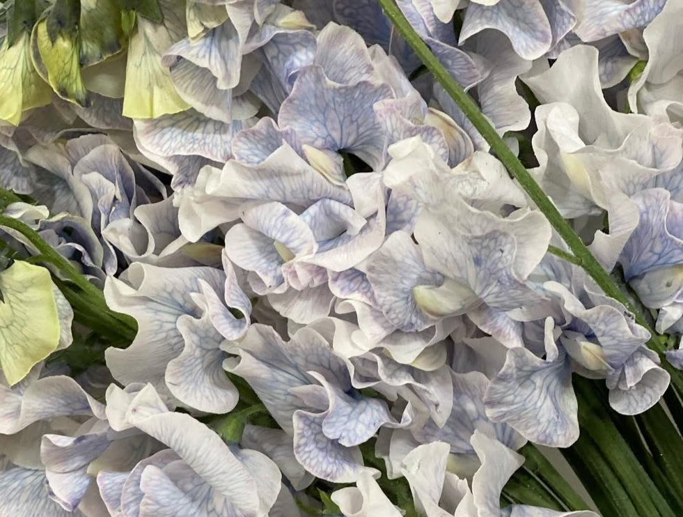 Lathyrus odoratus ( sweet pea ) Japan Series Francesca 20 Seeds