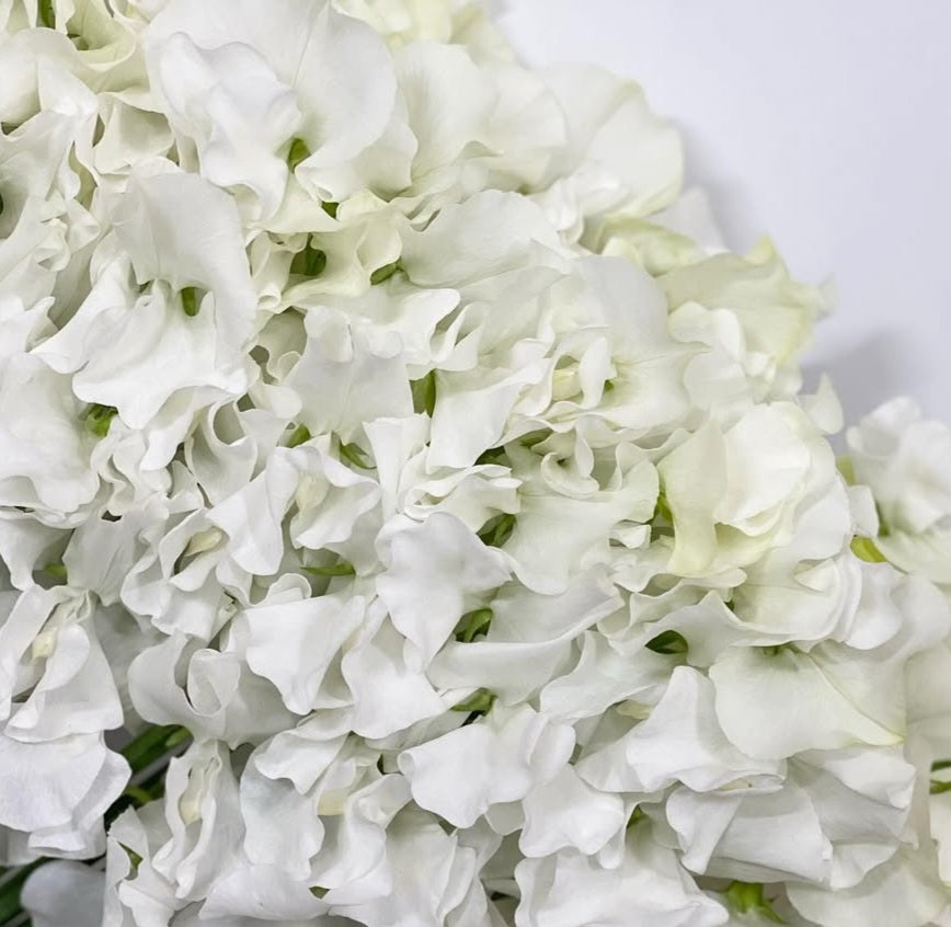 Lathyrus odoratus ( sweet pea ) Japan Series Arianna 20 Seeds