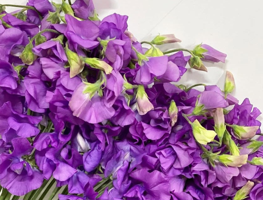 Lathyrus odoratus ( sweet pea ) Japan Series Susanna 20 Seeds