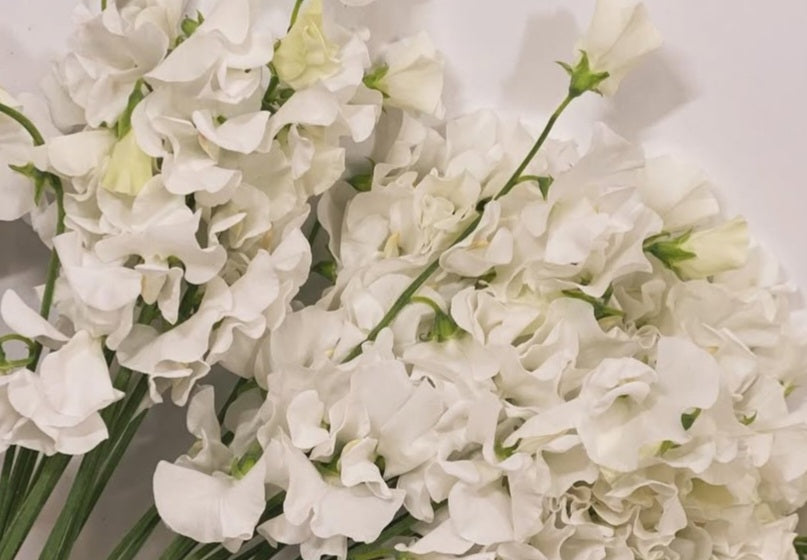 Lathyrus odoratus ( sweet pea ) Japan Series Erica 20 Seeds