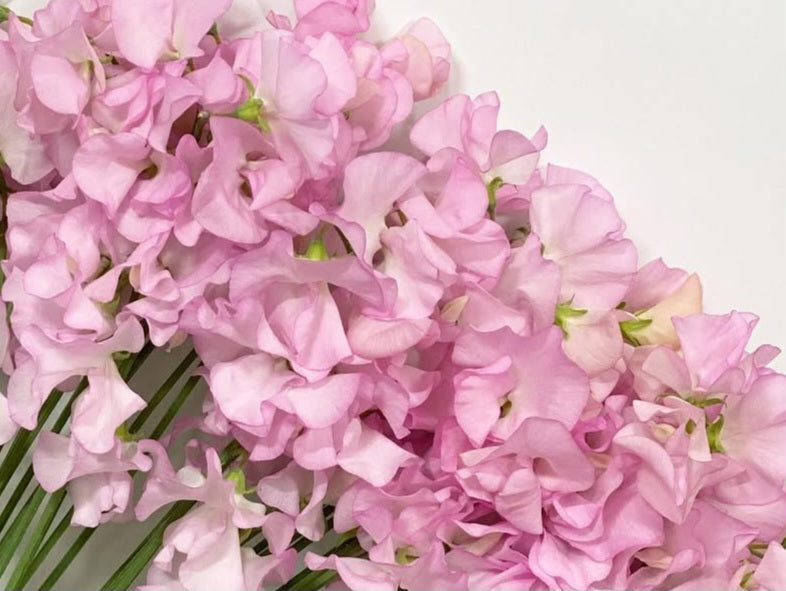 Lathyrus odoratus ( sweet pea ) Japan Series Perla 20 Seeds