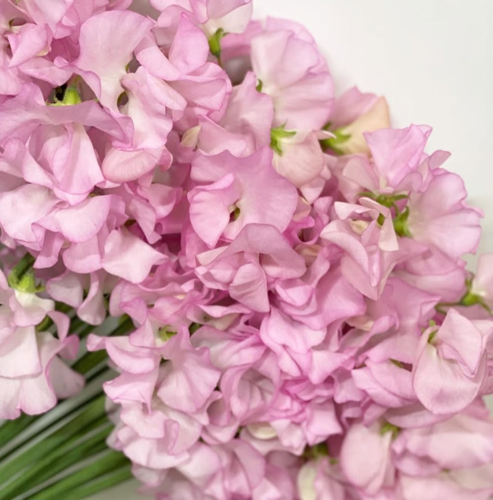 Lathyrus odoratus ( sweet pea ) Japan Series Perla 20 Seeds