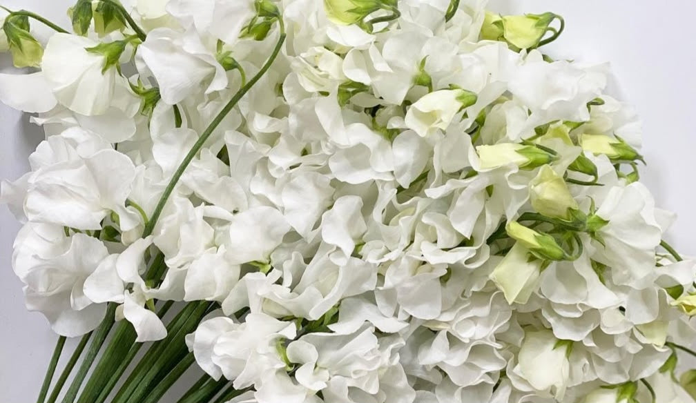Lathyrus odoratus ( sweet pea ) Japan Series Cosima 20 Seeds