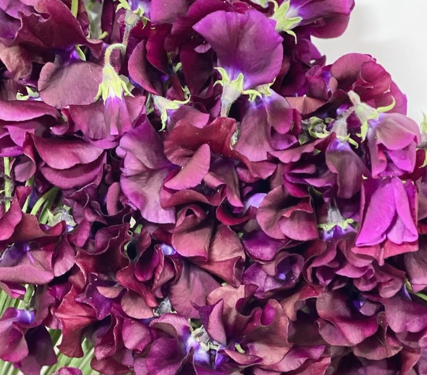 Lathyrus odoratus ( sweet pea ) Japan Series Amalia 20 Seeds