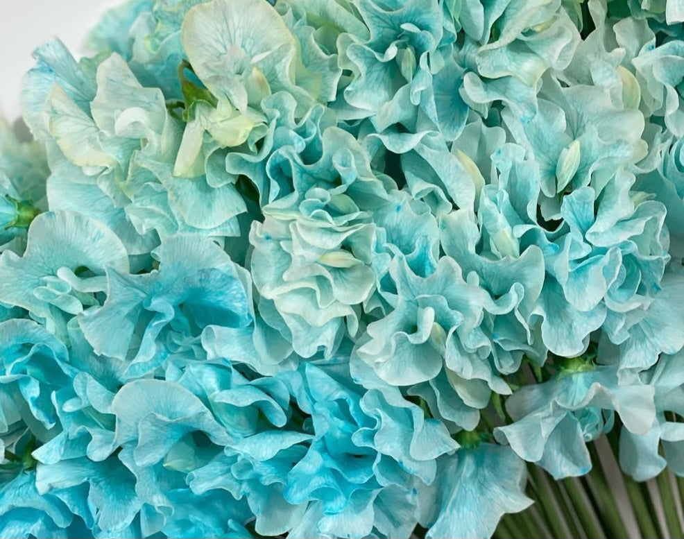 Lathyrus odoratus ( sweet pea ) Japan Series Agata 20 Seeds