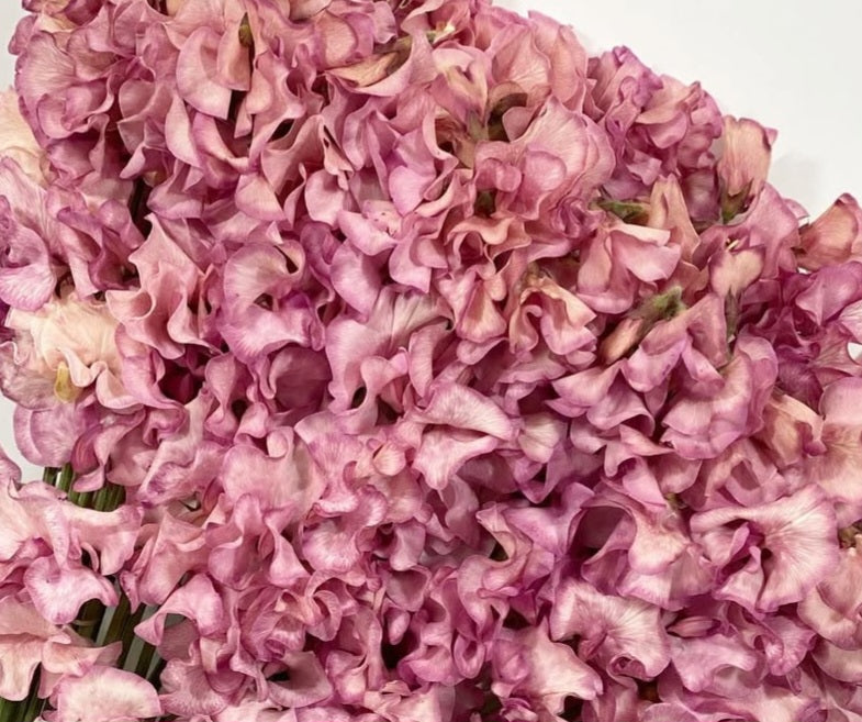Lathyrus odoratus ( sweet pea ) Japan Series Zita 20 Seeds