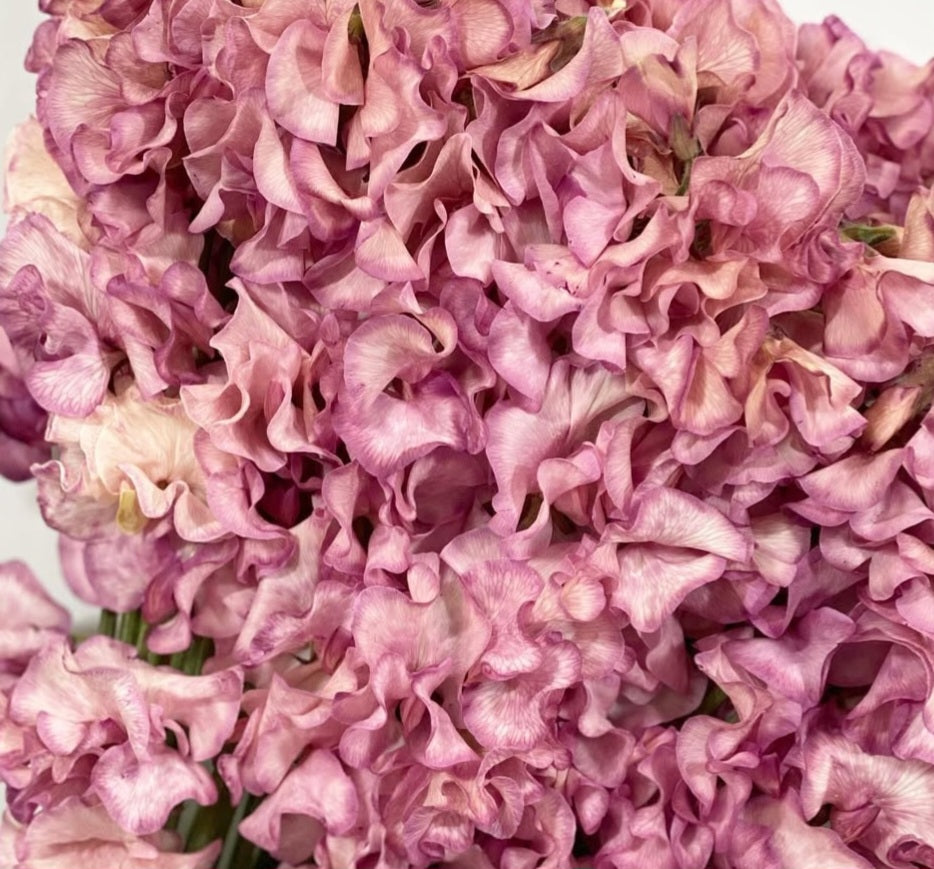 Lathyrus odoratus ( sweet pea ) Japan Series Zita 20 Seeds