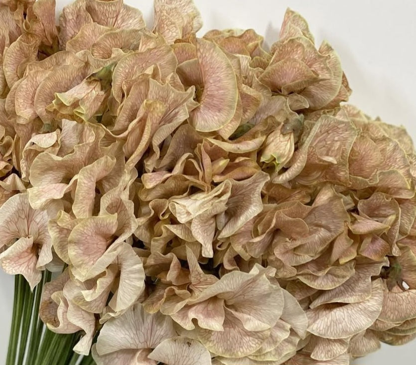 Lathyrus odoratus ( sweet pea ) Japan Series Renata 20 Seeds