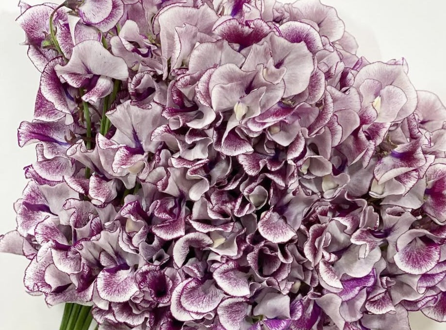 Lathyrus odoratus ( sweet pea ) Japan Series Nicoletta 20 Seeds