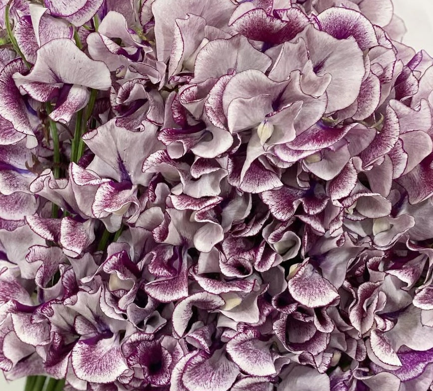 Lathyrus odoratus ( sweet pea ) Japan Series Nicoletta 20 Seeds