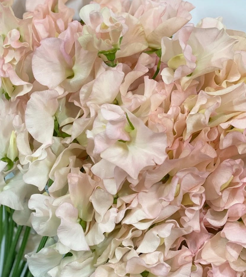 Lathyrus odoratus ( sweet pea ) Japan Series Paola 20 Seeds