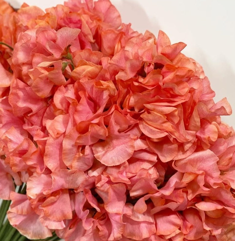 Lathyrus odoratus ( sweet pea ) Japan Series Raffaella 20 Seeds