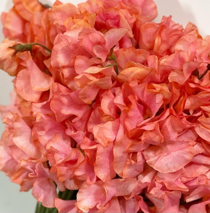 Lathyrus odoratus ( sweet pea ) Japan Series Raffaella 20 Seeds