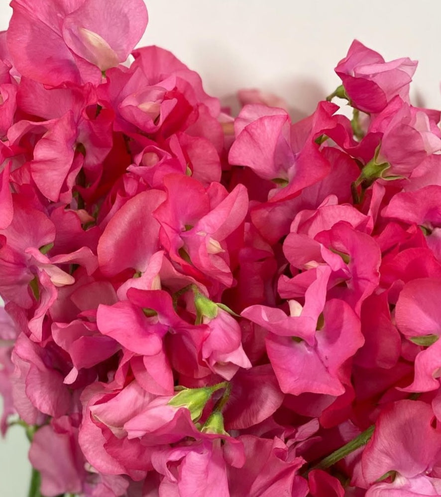Lathyrus odoratus ( sweet pea ) Japan Series Savina 20 Seeds