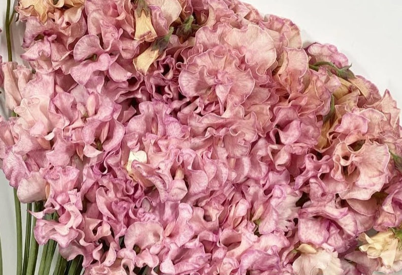 Lathyrus odoratus ( sweet pea ) Japan Series Natalia 20 Seeds