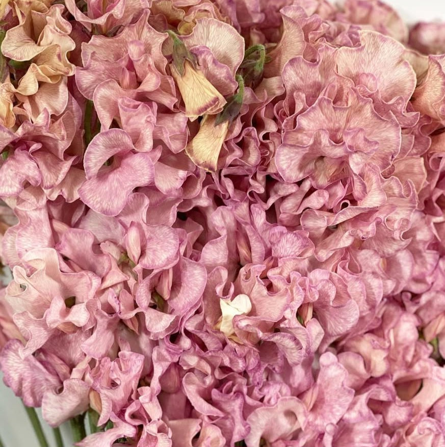 Lathyrus odoratus ( sweet pea ) Japan Series Natalia 20 Seeds