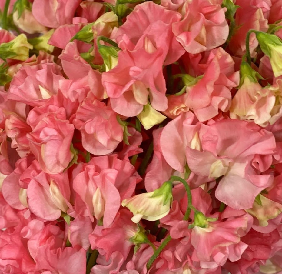 Lathyrus odoratus ( sweet pea ) Japan Series Evelina 20 Seeds