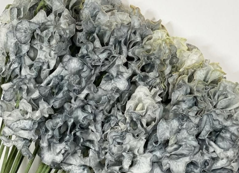 Lathyrus odoratus ( sweet pea ) Japan Series Celestina 20 Seeds