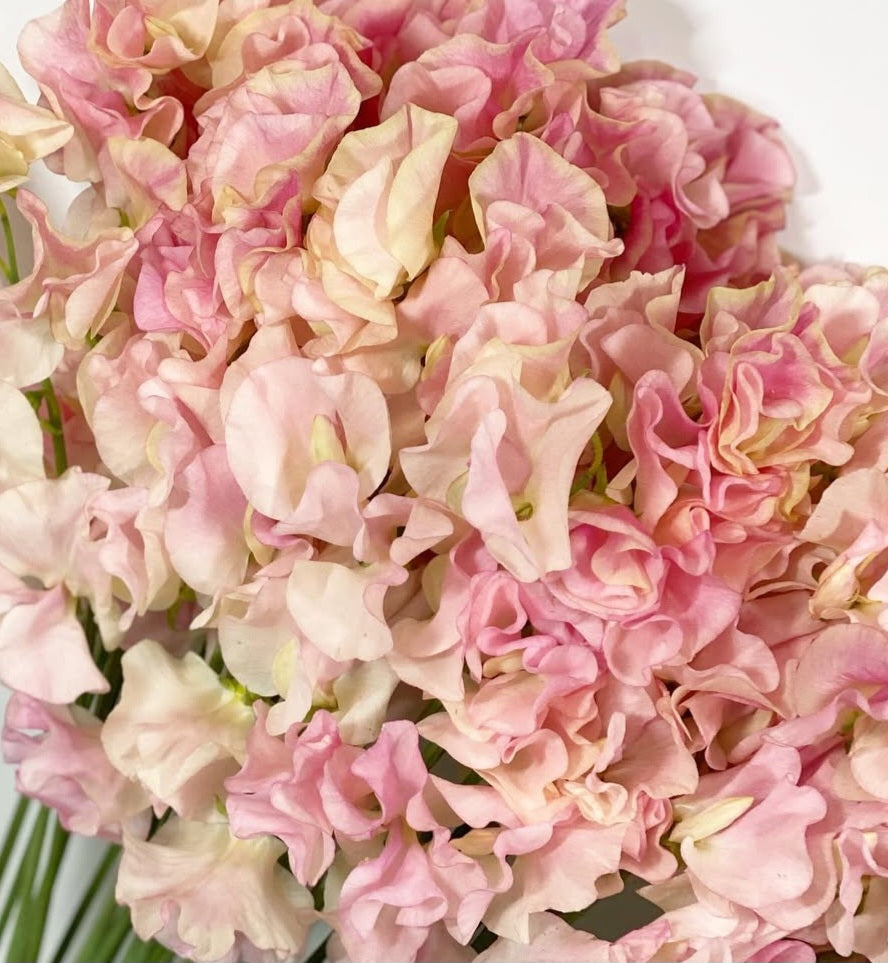 Lathyrus odoratus ( sweet pea ) Japan Series Serafina 20 Seeds