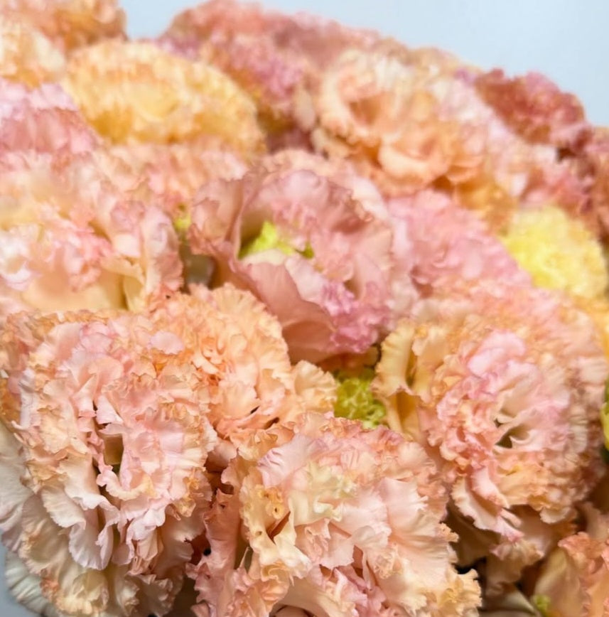Lisianthus ( Eustoma ) Italia Series Aria 6 Seeds