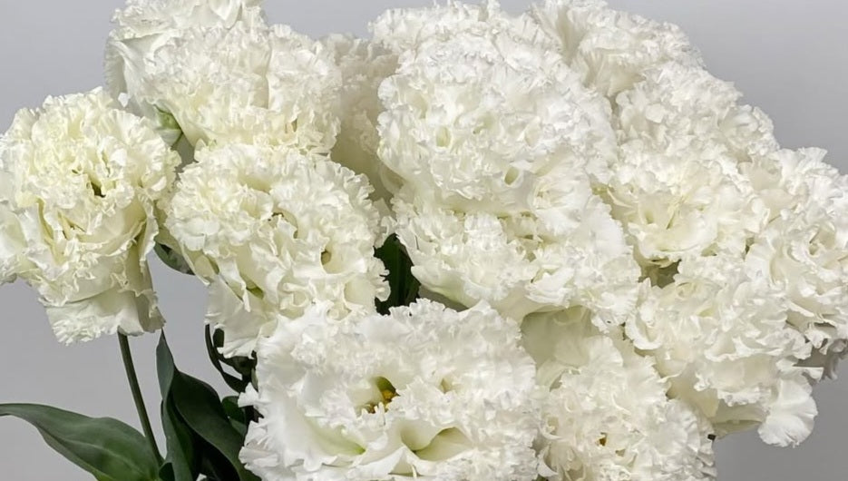 Lisianthus ( Eustoma ) Italia Series Amber 6 Seeds