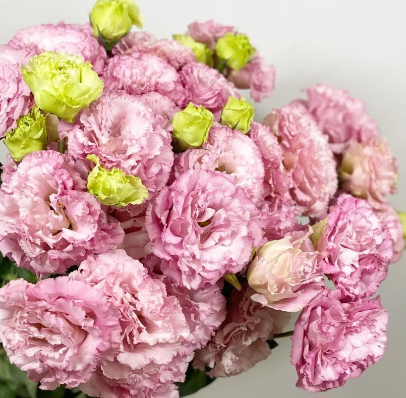 Lisianthus ( Eustoma ) Italia Series Alfonso 6 Seeds